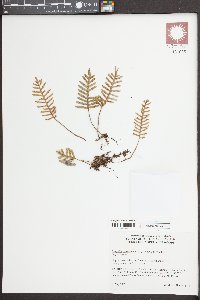 Pleopeltis polypodioides image