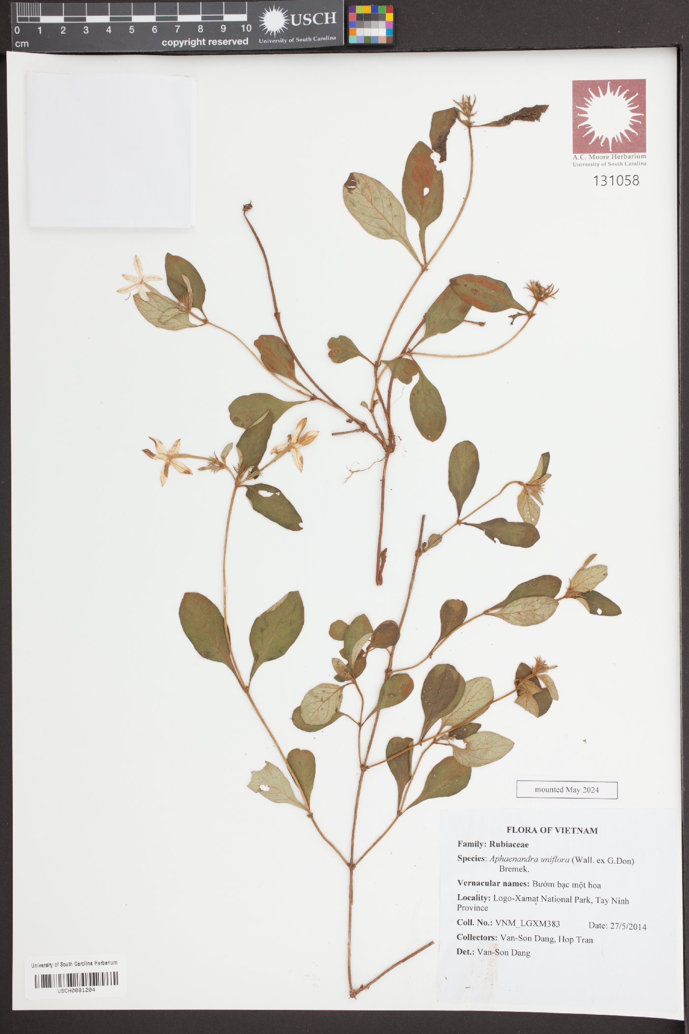 Mussaenda uniflora image