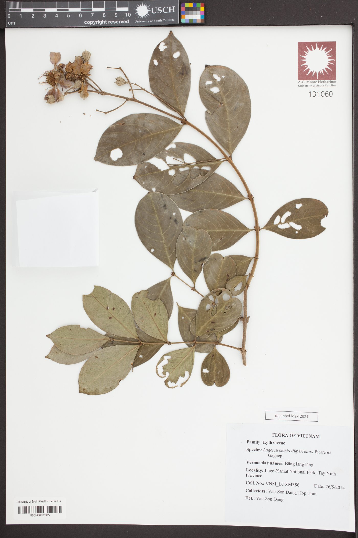 Lagerstroemia duperreana image