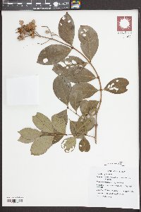 Lagerstroemia duperreana image