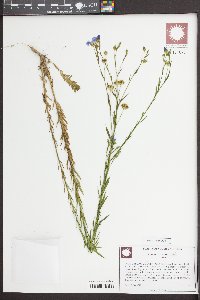 Linum usitatissimum image