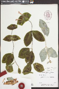 Lonicera ciliosa image