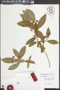 Lonicera involucrata var. involucrata image