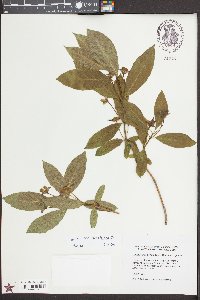 Lonicera involucrata image