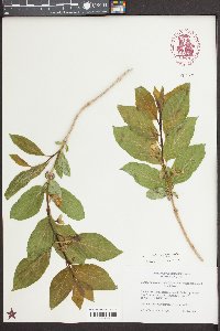 Lonicera involucrata image