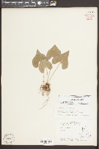 Viola hirsutula image