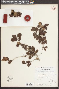 Crataegus uniflora image