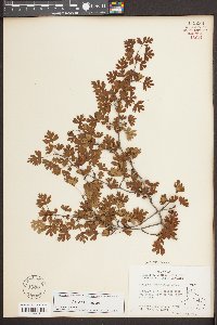 Crataegus marshallii image