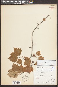 Crataegus iracunda image