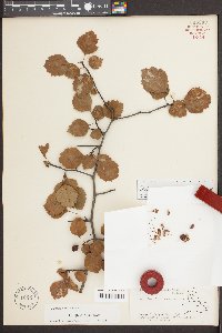 Crataegus aprica image