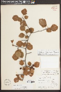 Crataegus aprica image