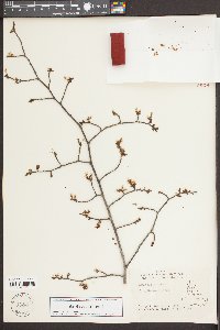 Ulmus alata image