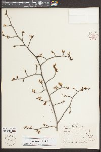 Ulmus alata image