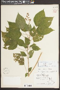 Laportea canadensis image