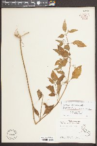 Solanum americanum image