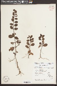 Veronica officinalis image