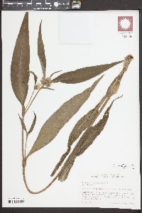 Tradescantia subaspera image