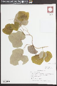 Menispermum canadense image