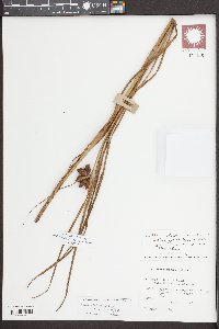 Bolboschoenus robustus image