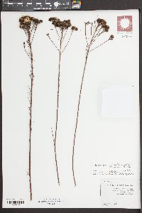 Dalea pinnata image