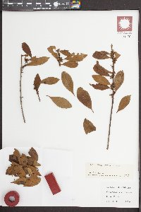 Ilex coriacea image