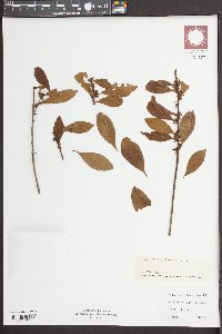 Ilex coriacea image