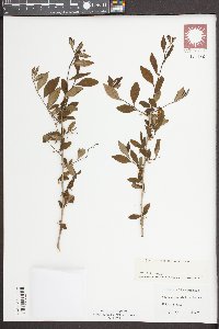 Ilex ambigua image