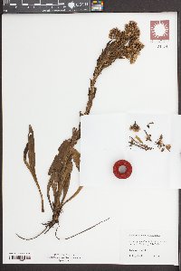 Trilisa paniculata image