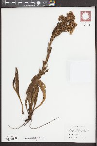 Trilisa paniculata image