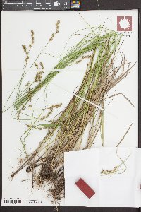 Carex normalis image