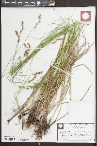 Carex normalis image