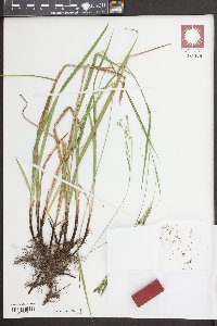 Carex impressinervia image