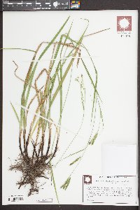 Carex impressinervia image