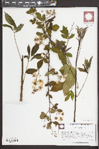 Rubus argutus image