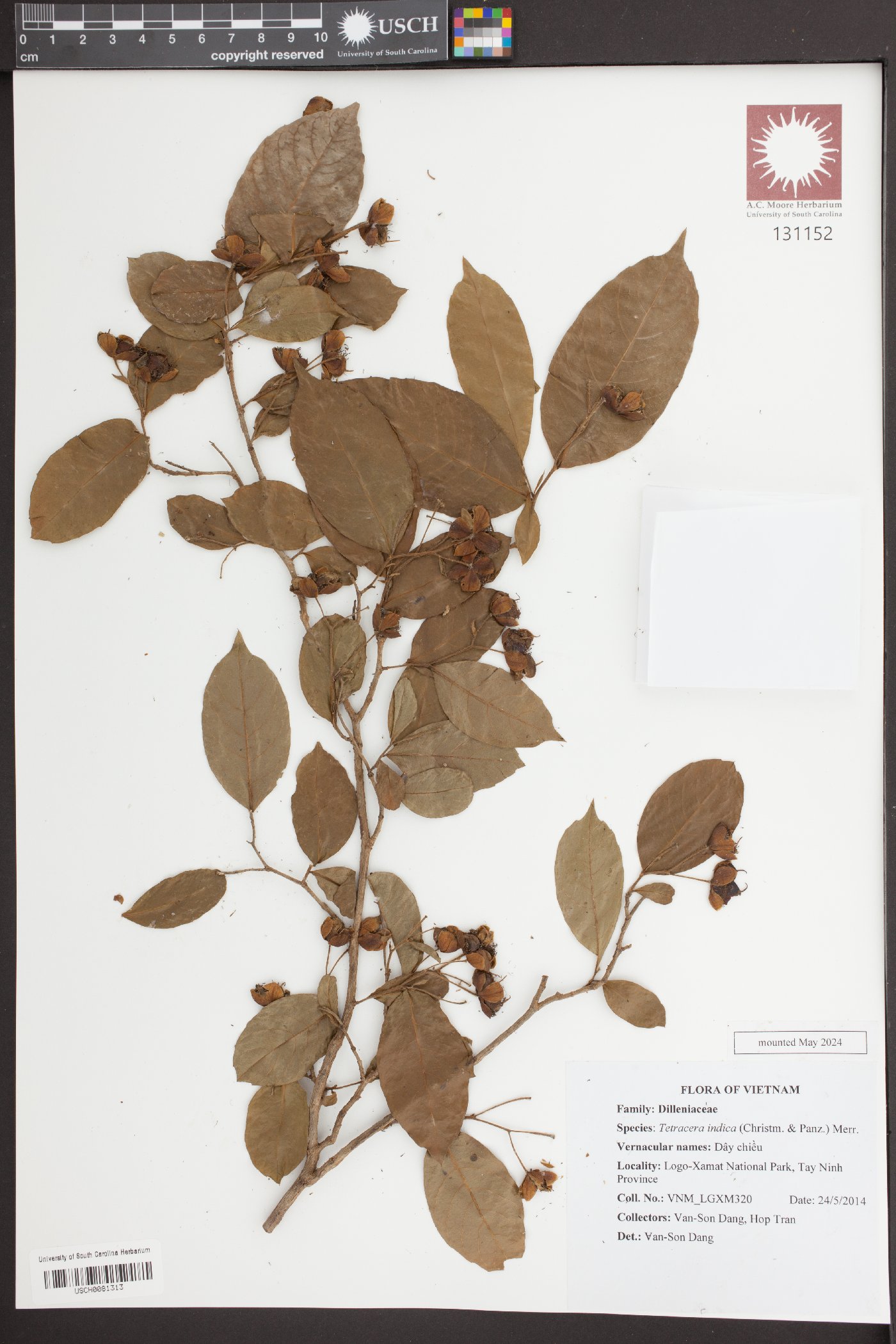 Tetracera indica image