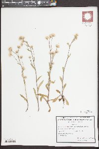 Erigeron acris image