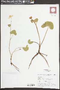 Caltha palustris image