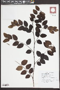 Phyllanthus reticulatus image