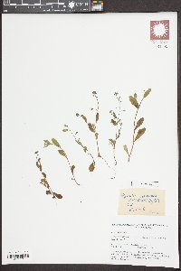 Myosotis arvensis image