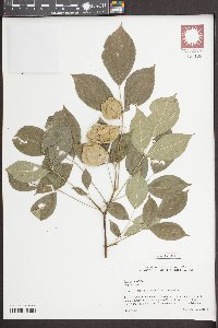 Staphylea trifolia image