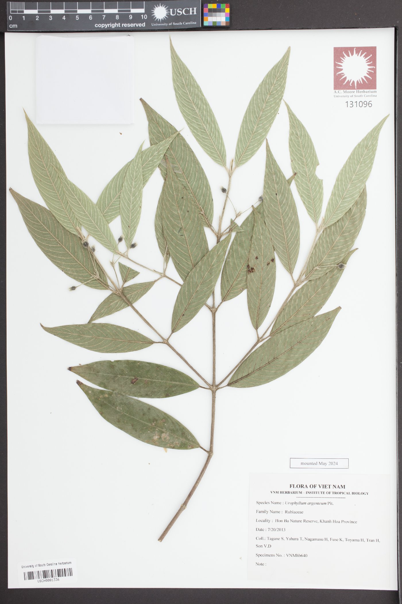 Urophyllum argenteum image
