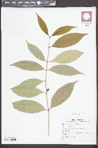 Diplospora dubia image