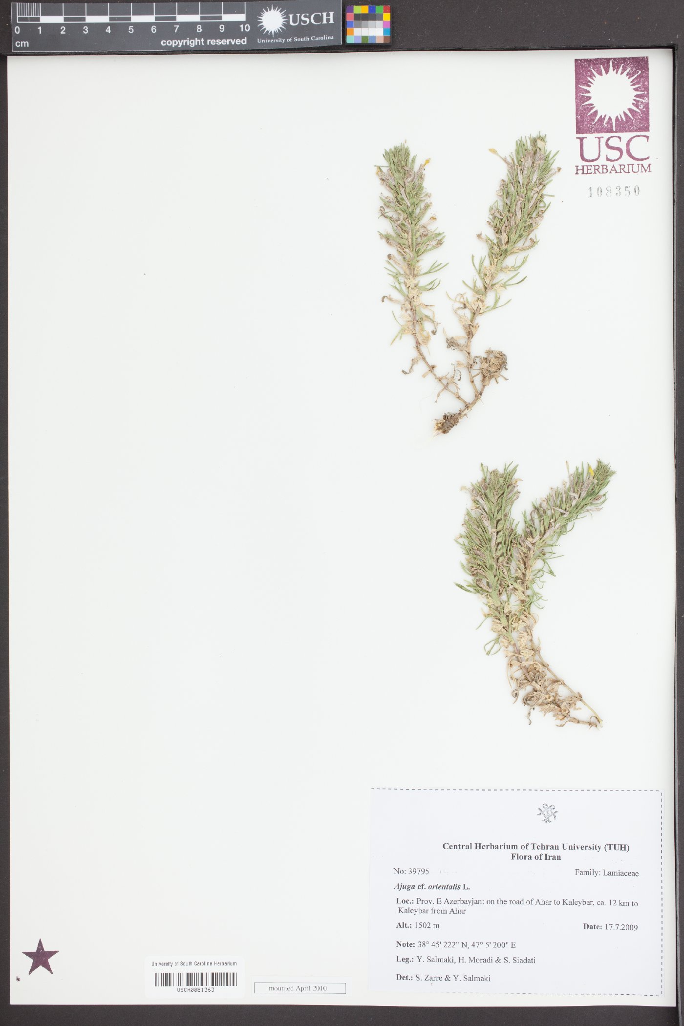 Ajuga orientalis image