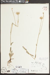 Erigeron pulchellus var. pulchellus image