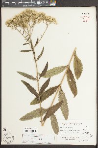 Eupatorium album image