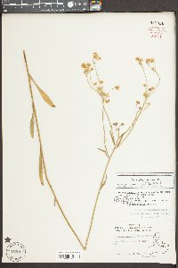 Erigeron strigosus var. strigosus image