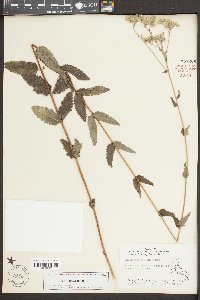 Eupatorium pilosum image