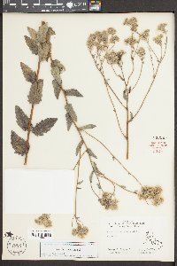 Eupatorium pilosum image