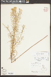 Euthamia caroliniana image