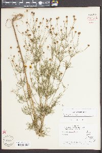 Coreopsis verticillata image